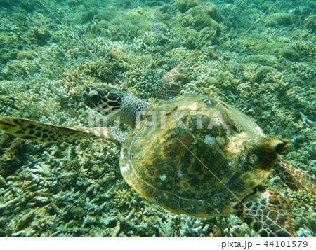 甲羅が奇形なタイマイ　水中写真　海中写真 44101579
