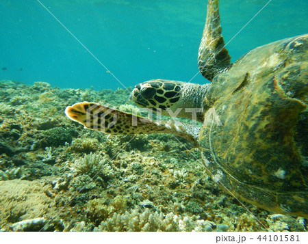 気持ち良さそうに泳ぐタイマイ　水中写真　海中写真 44101581