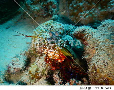 モンハナシャコ 海中写真 水中写真 モンハナシャコ 海中写真 水中写真 44101583