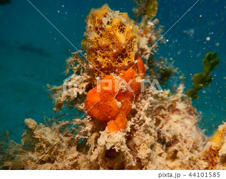 オレンジのオオモンカエルアンコウの子　水中写真　海中写真 44101585