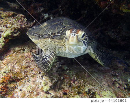 アオウミガメ　クローズアップ　水中写真　海中写真 44101601
