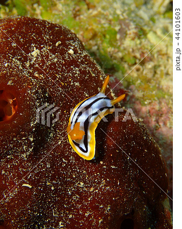 シボリイロウミウシ　海中写真　水中写真 44101603