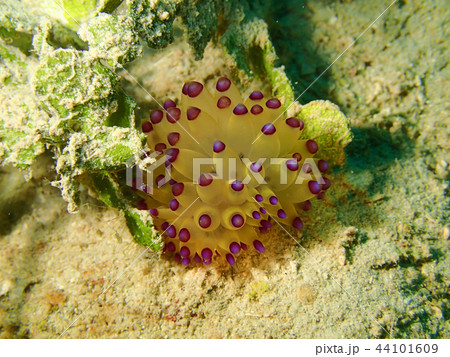 サーシャコヤナギウミウシ　トゲトゲウミウシ　クローズアップ　水中写真　海中写真 44101609