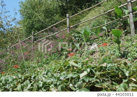 曼珠沙華と萩 曼珠沙華と萩 44103011