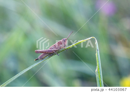 Small brown locust sits on green grass 44103067