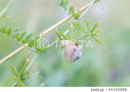 Snail crawling on plant, pastel colors 44103068