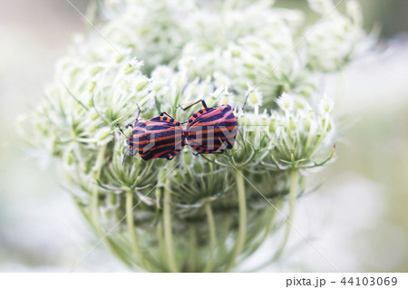 Striped bugs Graphosoma lineatum mates, soft focus 44103069