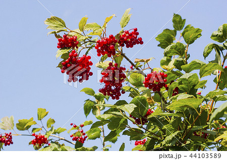 Red viburnum berries on tree 44103589