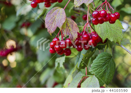 Red viburnum berries hanging on tree 44103590