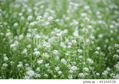 花 わさび フォーカス 44104536