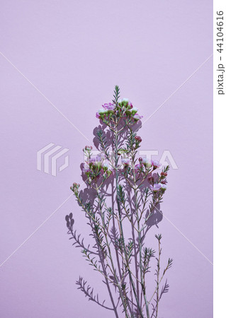 Minimalistic composition with a twig of spring pink flowers on a purple background. 44104616