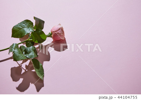 Minimalistic composition of pink rose on purple background. 44104755