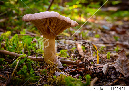 Mushroom on forest floor, close up Mushroom on forest floor, close up 44105461