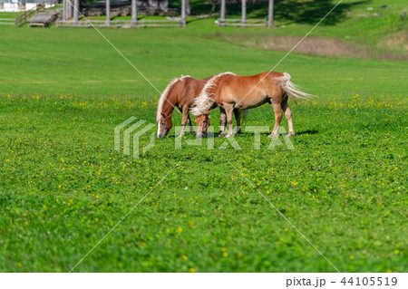 Two brown horses grasing on meadow 44105519