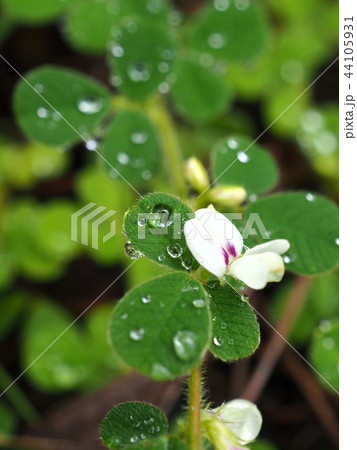 萩の花 萩の花 44105931