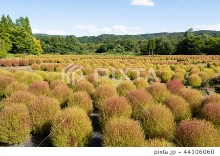 国営みちのく杜の湖畔公園　コキア 44106060