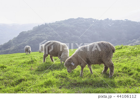 江原道 緑 緑色 44106112