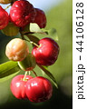 アセロラ 44106128