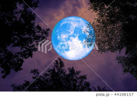 full moon back silhouette top branch tree night  44106157