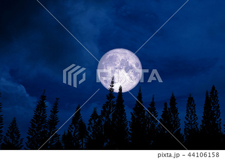 full moon back silhouette pine in dark night sky 44106158