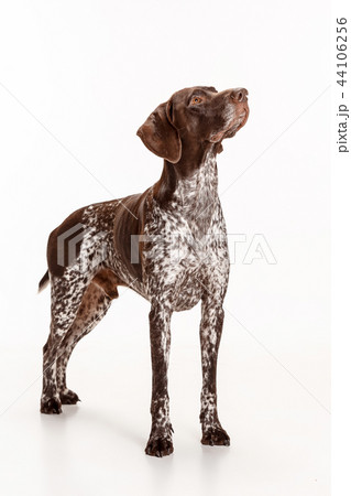 German Shorthaired Pointer - Kurzhaar puppy dog isolated on white background 44106256