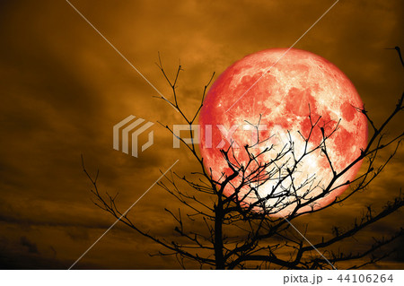 full red moon back silhouette branch dry cloud sky 44106264