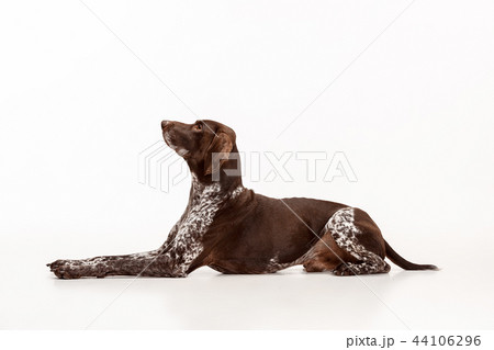 German Shorthaired Pointer - Kurzhaar puppy dog isolated on white background German Shorthaired Pointer - Kurzhaar puppy dog isolated on white background 44106296