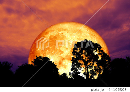 red blood moon back silhouette tree night red sky red blood moon back silhouette tree night red sky 44106303