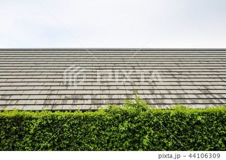 wall green plant of nature and modern top roof wall green plant of nature and modern top roof 44106309