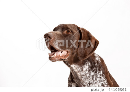 German Shorthaired Pointer - Kurzhaar puppy dog isolated on white background German Shorthaired Pointer - Kurzhaar puppy dog isolated on white background 44106361