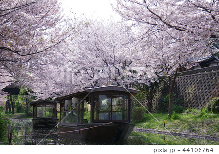 伏見 桜下の十石船 44106764