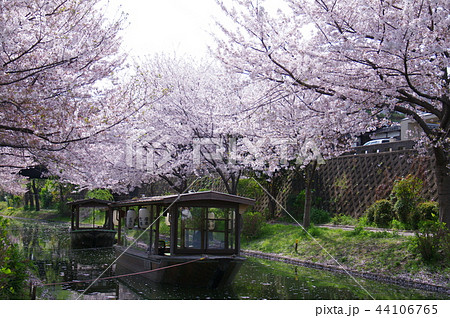 伏見 桜下の十石船 44106765