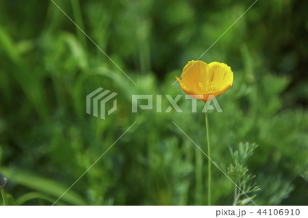 花 ケシ 植物 44106910