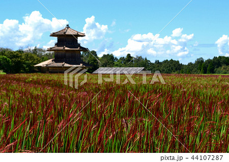 赤米の水田（鞠智城址前） 44107287