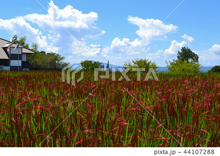 赤米の水田（鞠智城址前） 44107288