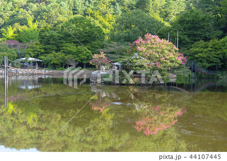 植物 風景 木 44107445