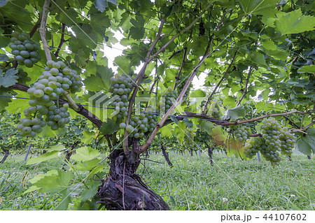 白ワイン/ぶどうの木 白ワイン/ぶどうの木 44107602
