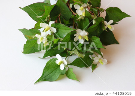 どくだみ 44108019