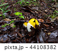 キタマゴタケ幼菌 44108382