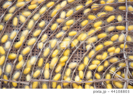 Closed up of group yellow cocoon of silk worm 44108803