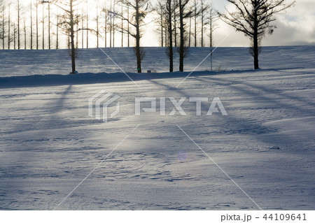 冬の丘のカラマツ並木　美瑛町 44109641