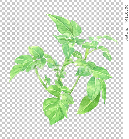 じゃがいもの葉 馬鈴薯 44110600