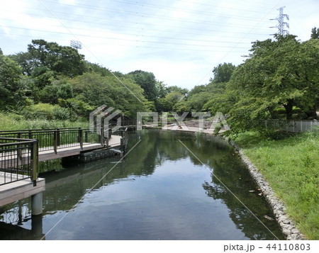 岸根公園・篠原池(横浜市港北区) 岸根公園・篠原池(横浜市港北区) 44110803
