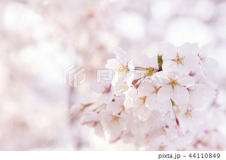 桜 満開 春イメージの写真素材