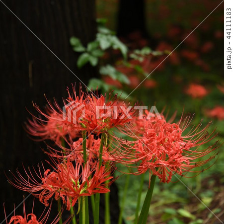 森の中で彼岸花彼岸花 44111183