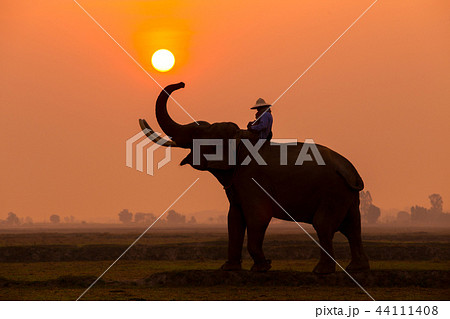 Silhouette elephant in the sunset. 44111408