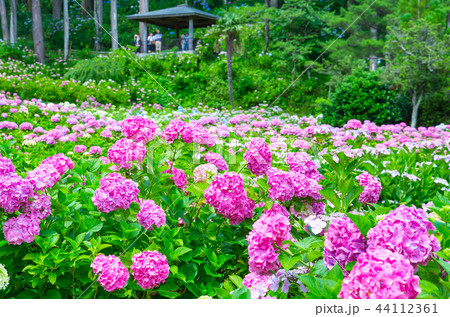 満開の紫陽花 （千葉県茂原市 服部農園あじさい屋敷） 2018年6月 44112361