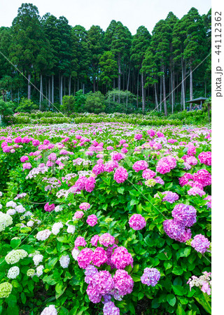 満開の紫陽花 （千葉県茂原市 服部農園あじさい屋敷） 2018年6月 44112362