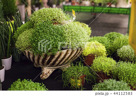 Soleirolia soleirolii plants sale in flower market Soleirolia soleirolii plants sale in flower market 44112583