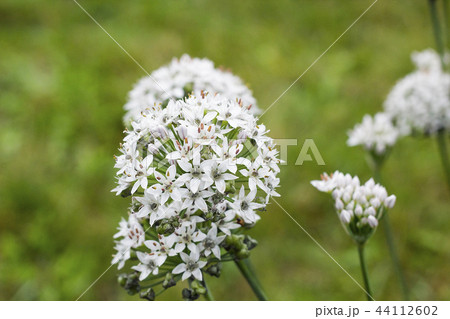 Allium white flowers in garden, selective focus Allium white flowers in garden, selective focus 44112602
